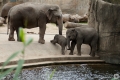 Elefanten im Zoo Köln