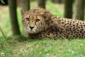Gepard im Kölner Zoo