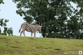 Ein Zebra