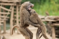 Affen-Streit