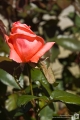 Eine französische Rose