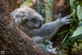 Koalamama mit Baby