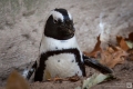 Duisburger Pinguin