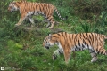 Zwei Tiger aus Wuppertal